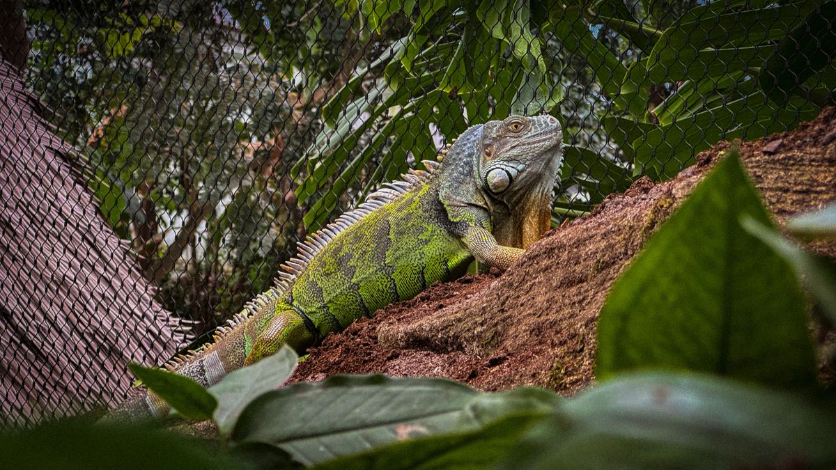 Wat gebeurt er als een nieuw dier arriveert? Groene leguaan maakt zijn entree in Wildlands