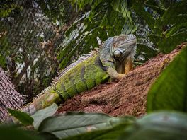 Wat gebeurt er als een nieuw dier arriveert? Groene leguaan maakt zijn entree in Wildlands