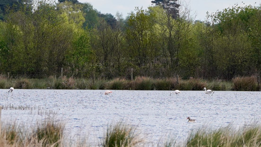 Tropische vogel in De Peel: hoe bijzonder is het?