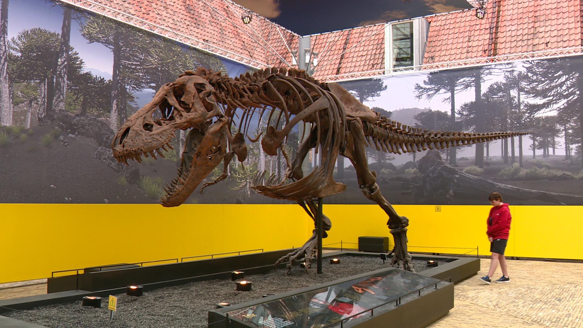In dino yn Natuurmuseum Fryslân