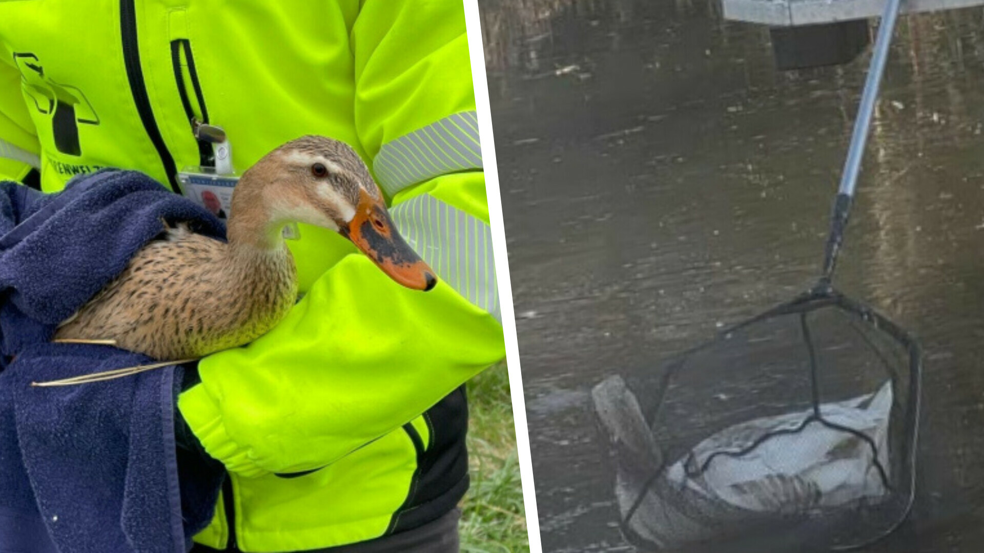 Gans en eend blijken geen ijsvogels en moeten worden bevrijd