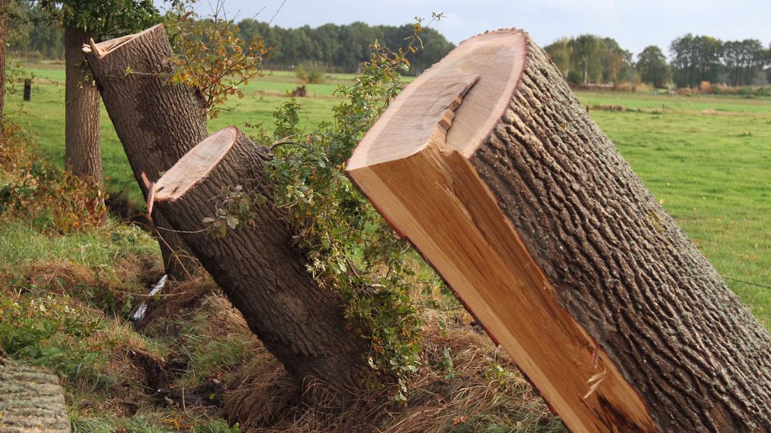 Het herfstachtige weer heeft in Barneveld voor de eerste schade gezorgd. Op de Wesselseweg lagen dinsdag vijf bomen over de weg.