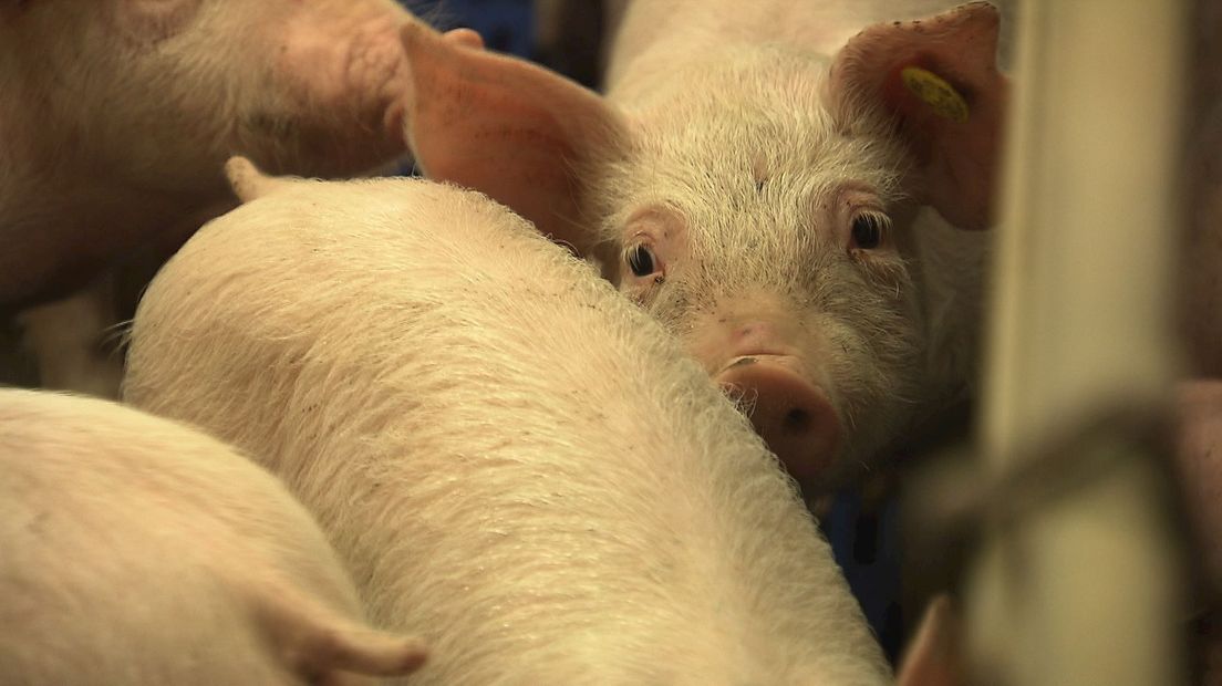 Varkensboer Straathof kan gewoon aan de slag in Mariënheem