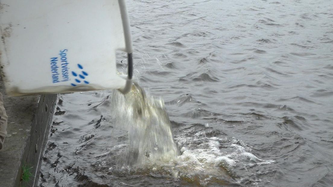 De zeeforellen worden uitgezet