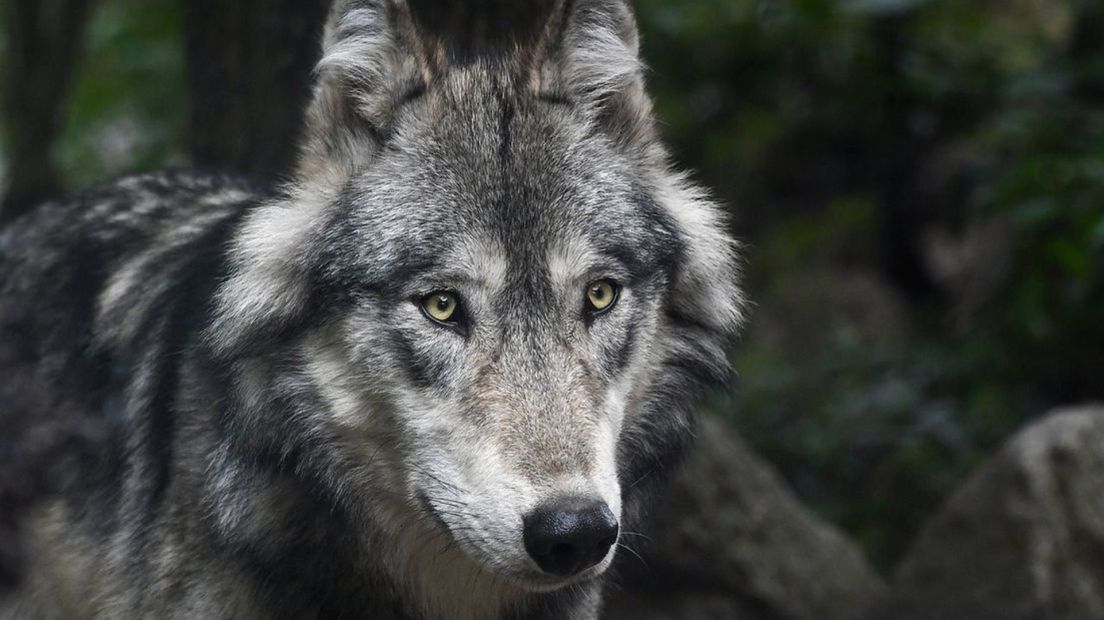 Foto van een wolf, ter illustratie.