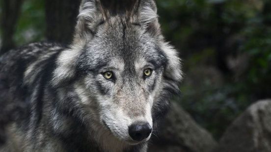 Minder aanvallen, dus geen kogel voor probleemwolf in Voorthuizen