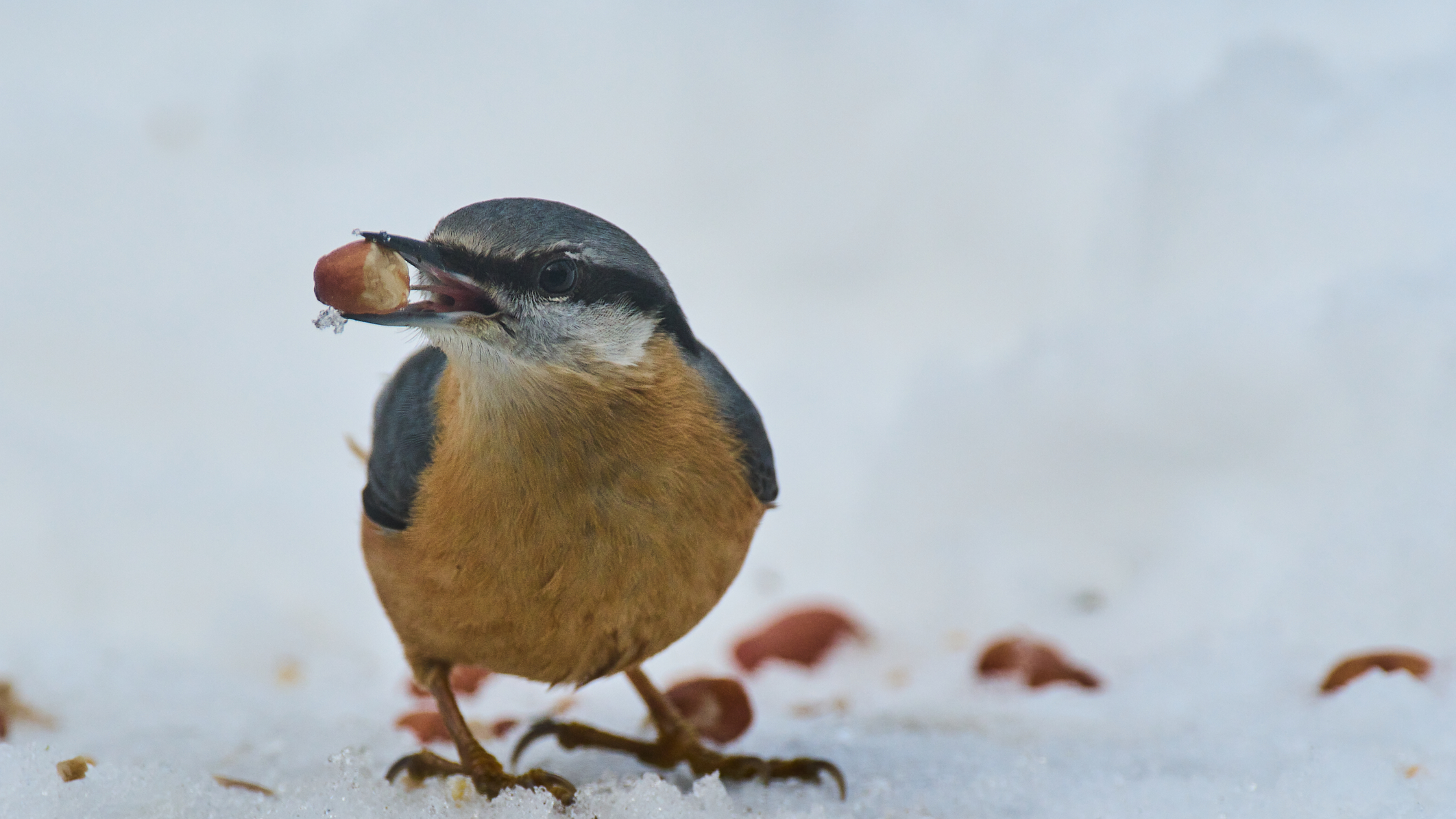 Bijvoeren of met rust laten: moeten wij het wild de winter doorhelpen?