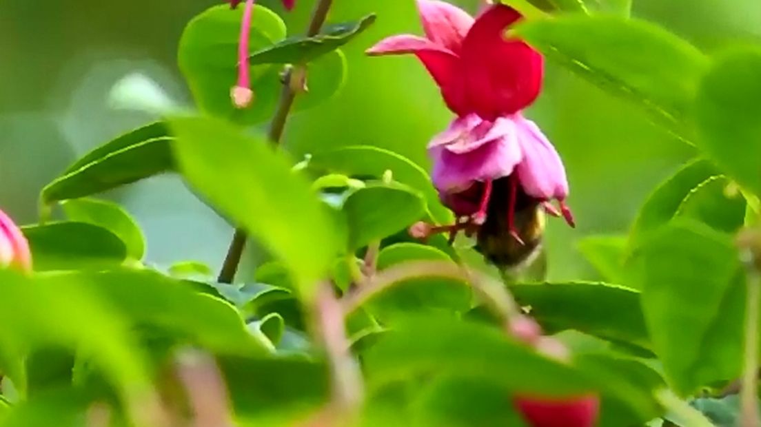 Fuchsia van Jan Lokhorst