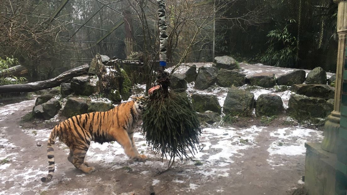 Een tijger speelt met een kerstboom.
