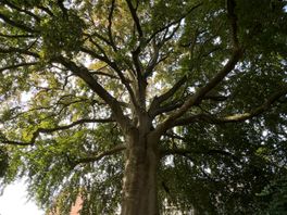 IJsselsteinse rode beuk in Gerda's tuin kan boom van het jaar worden: 'De boom geeft me energie'