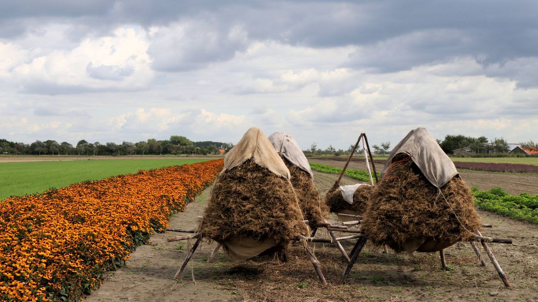 Land met ruiters bij Zoutelande