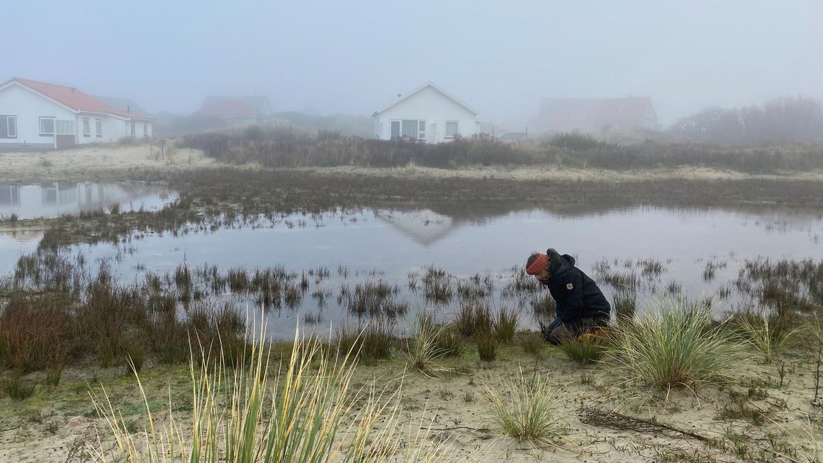 Op knieën door Midsland aan Zee op zoek naar watercrassula
