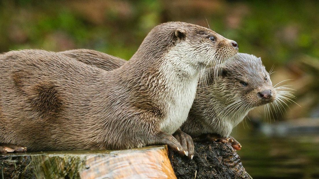 Otters in het wild