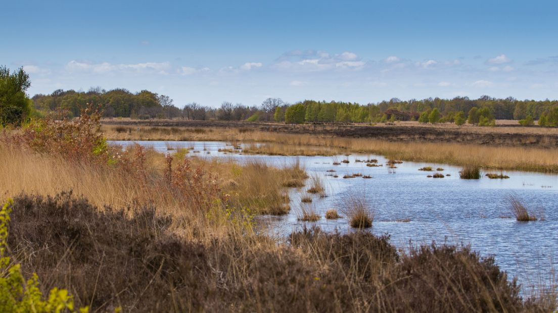 Het Bargerveen is een van de grootste hoogveenrestanten van Nederland (Rechten: Fred van Os)