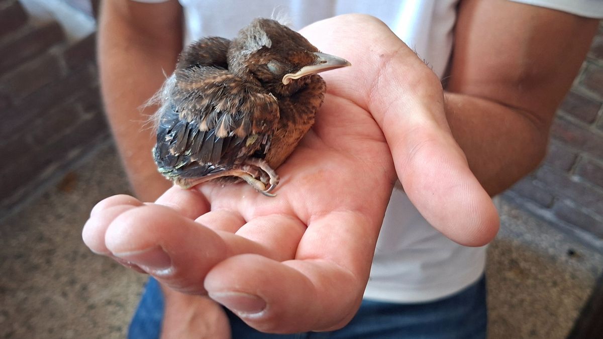 Gevallen meeuwen, gedumpte huisdieren en kat op plaats delict: mee met Dierenambulance Den Haag