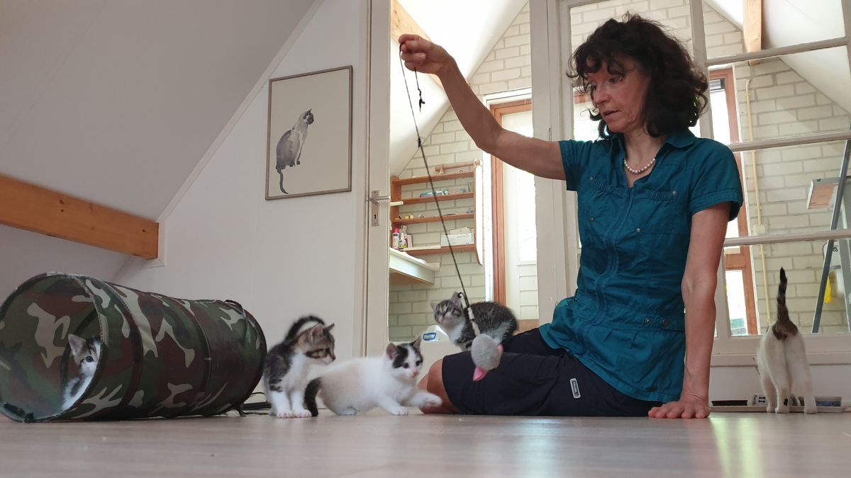 Gastgezinnen schieten honderden gedumpte kittens te hulp