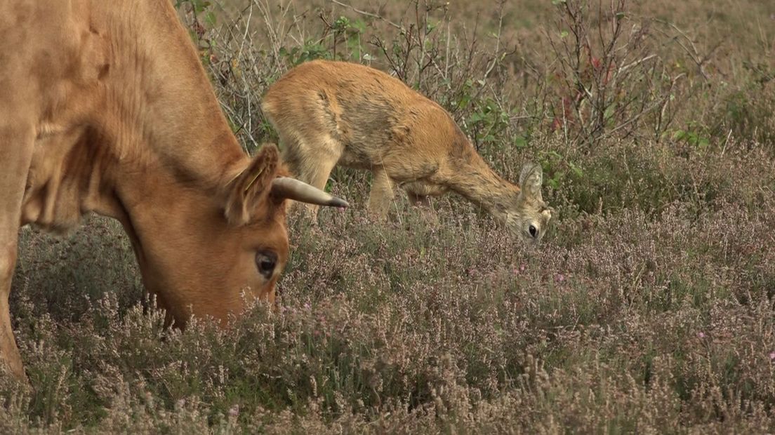 De ree en een koe grazen samen