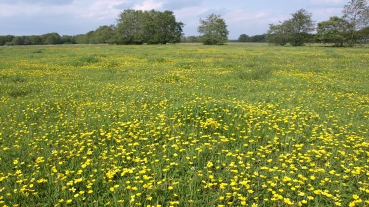 Streep door Gebiedsontwikkeling Uffelte Ruinen