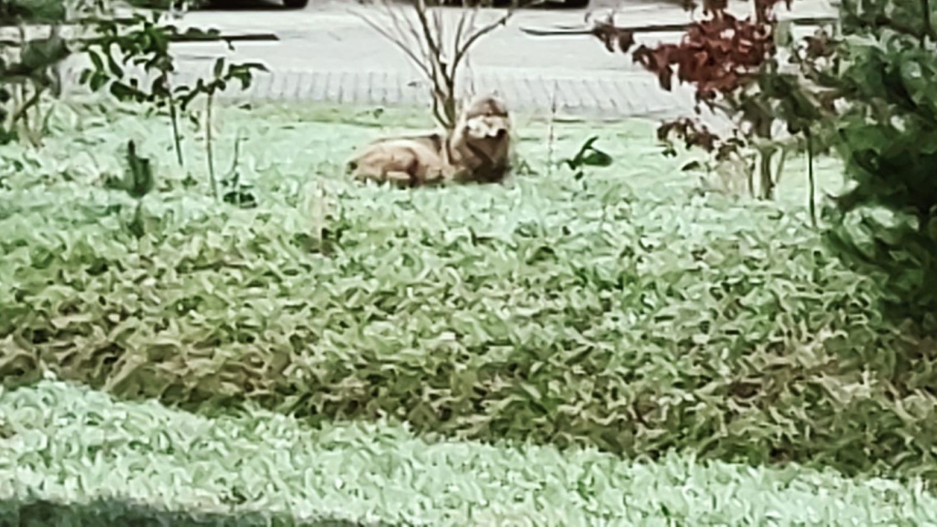 Wim Lubbers zag de wolvin voordat ze in de tuin aangetroffen werd.