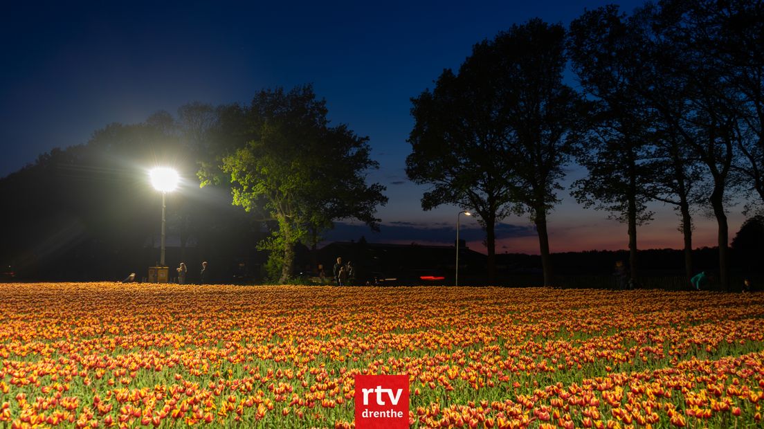 De velden tijdens een eerdere editie van Tulpenpracht bij Nacht