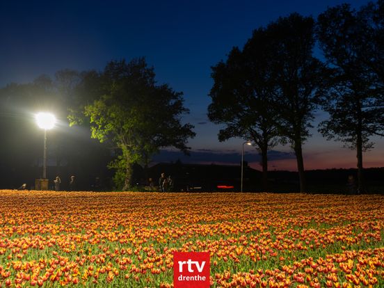 Tulpenpracht bij Nacht afgelast: 'Veel tulpen zijn al gekopt'
