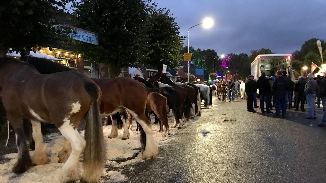 De paarden en pony's staan op hun plek (Rechten: RTV Drenthe / Marjolein Knol)