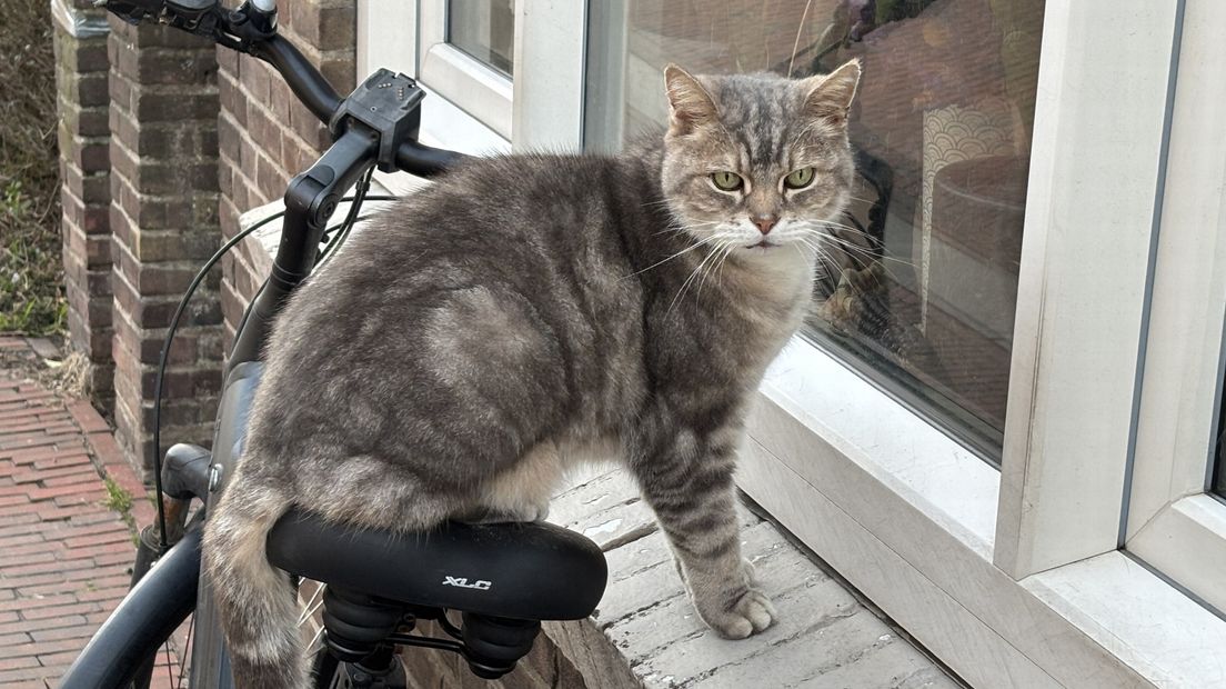 Soms zie je katten op de gekste plekken zitten