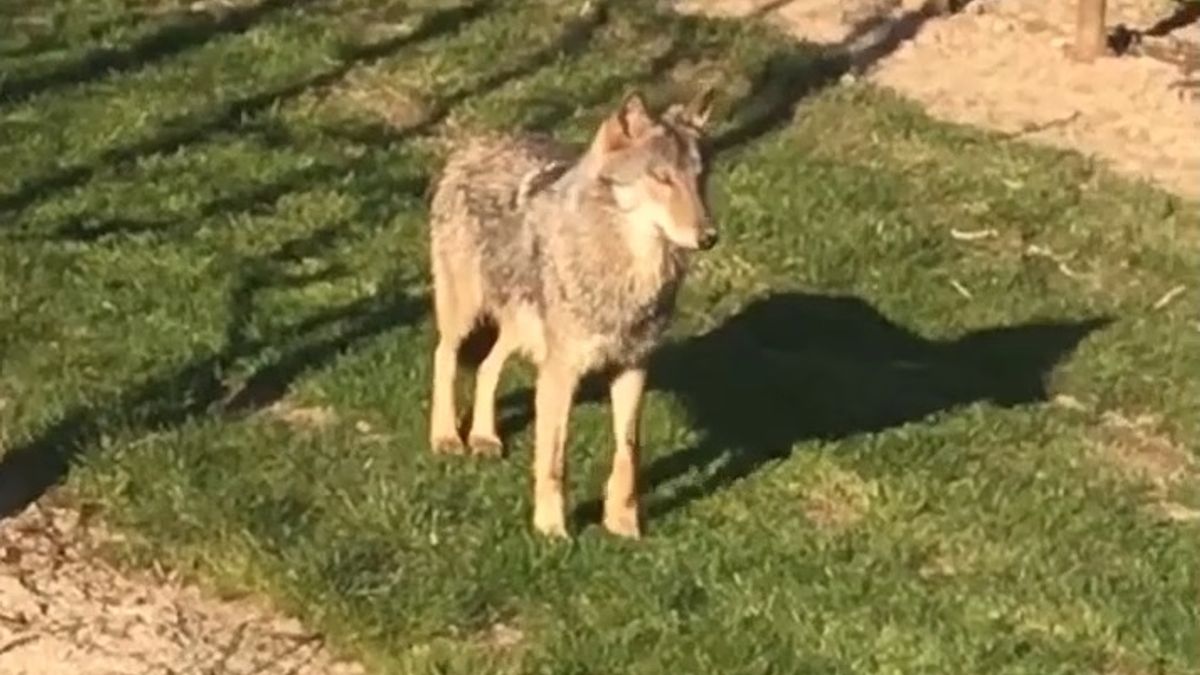 VIDEO | Wolf wandelt tussen de fruitbomen in Buurmalsen