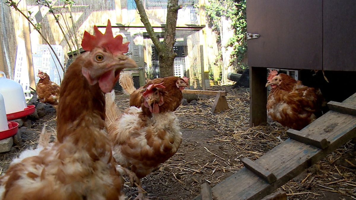 'Een niet-rendabele legkip is heel goed te adopteren'