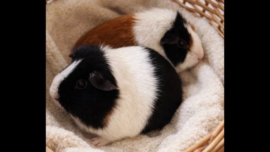 Twee onderkoelde cavia's vermoedelijk gedumpt: 'Hoe haalt iemand het in zijn hoofd?'