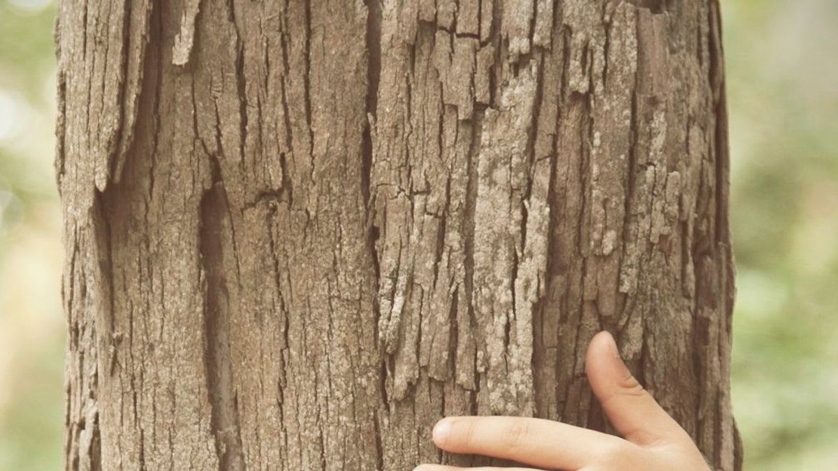 Bomen in Griendtsveen geleidelijk vervangen