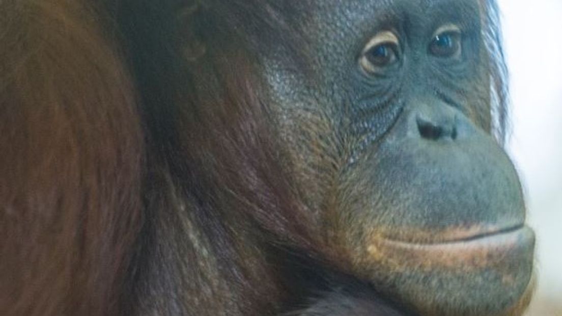 In Apenheul is donderdag een orang-oetanbaby geboren. Voor moeder Samboja (12) is dit haar eerste kind. Moeder en kind maken het goed, zegt het Apeldoornse park. Met de komst van dit aapje leven er nu drie generaties orang-oetans in de Apenheul.