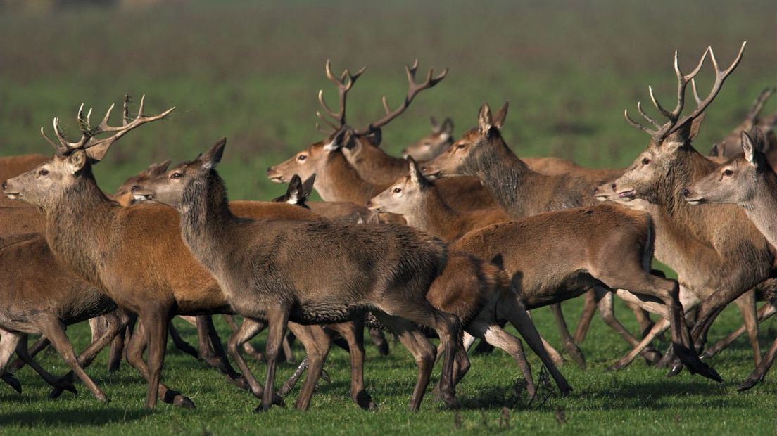 Edelherten zijn herbivoren en eten vooral grassen en kruiden (Rechten: Free Nature Images/Luc Hoogenstein)