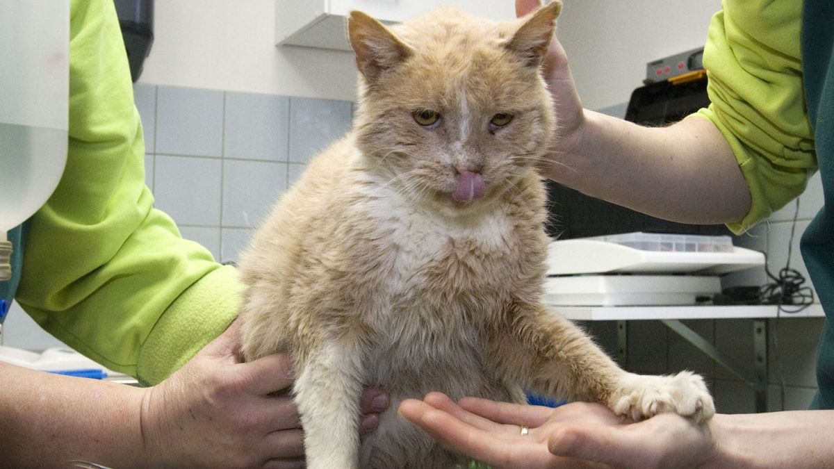 Pekela: 'Stem aanpak huiselijk geweld en dierenmishandeling op elkaar af'