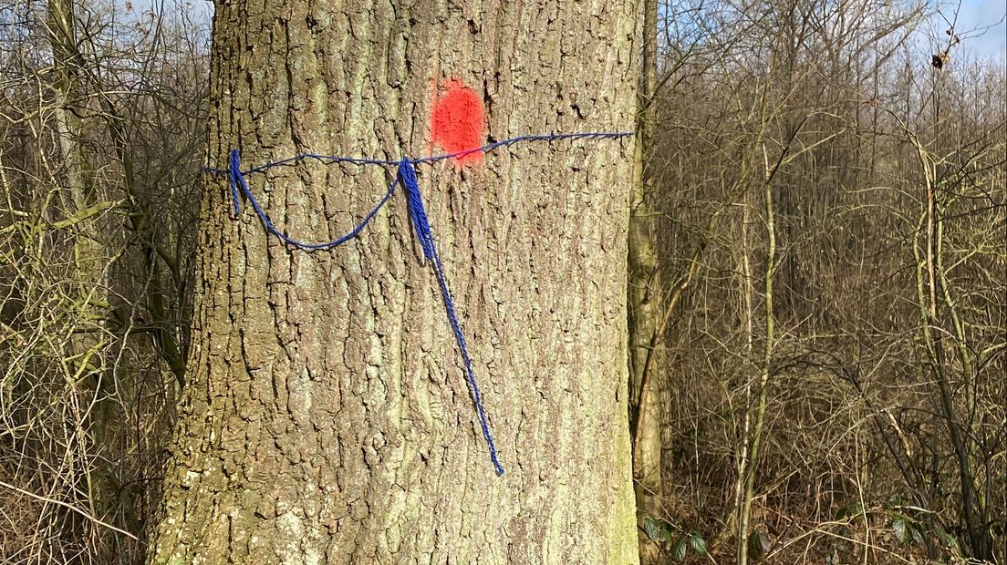 Blauwe lintjes in de gemarkeerde bomen langs het kanaal Almelo-Nordhorn