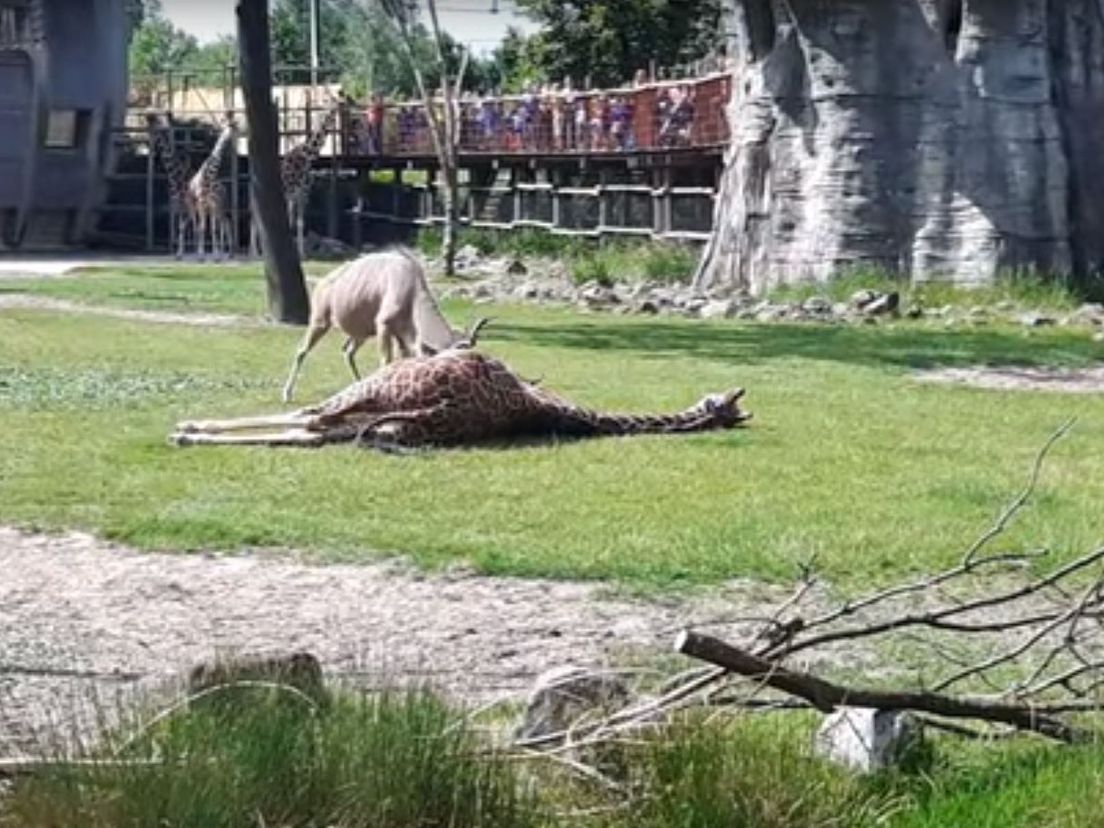 Een bronstig vrouwtje is waarschijnlijk de reden voor de agressie van de koedoebok.
 
Screenshot Youtube