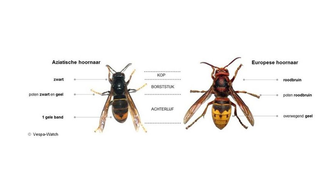 De Aziatische en de Europese hoornaar: zoek de verschillen.