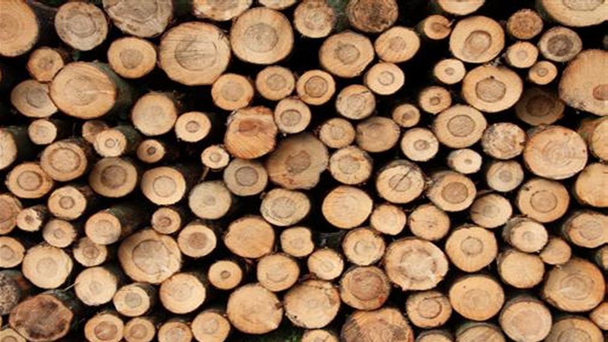 Gemeente kapt 250 eiken tussen Anderen en Anloo