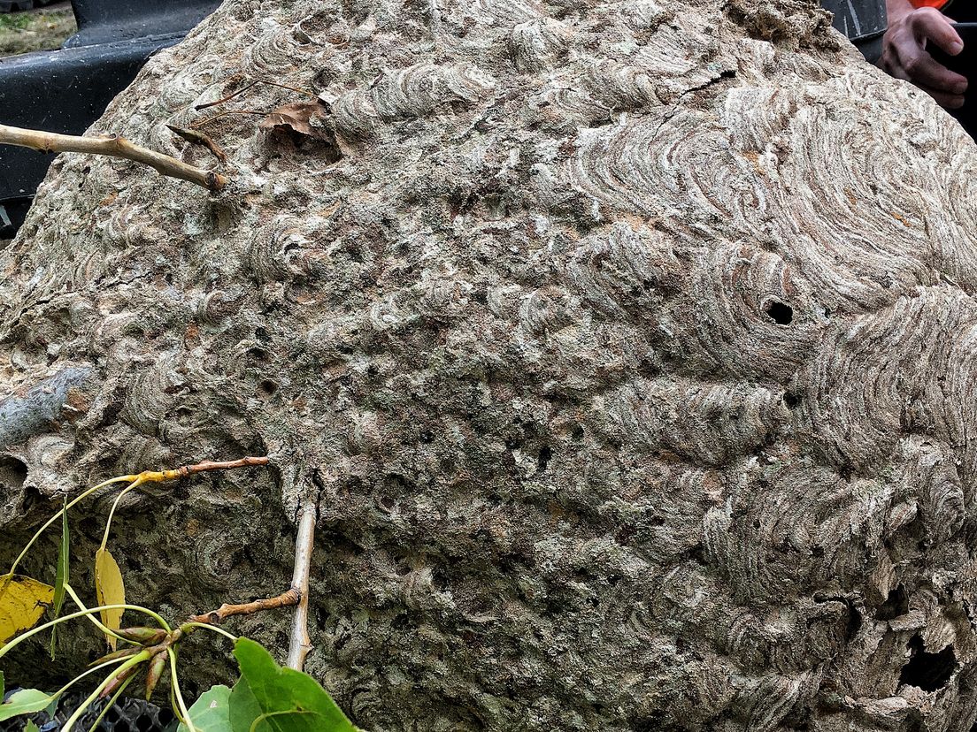 Het nest zat boven in een boom, gebouwd rond enkele takken