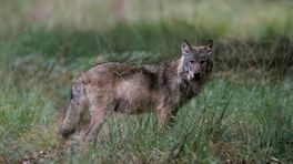 De wolf als wildbeheerder op de Veluwe? 'Is een illusie'