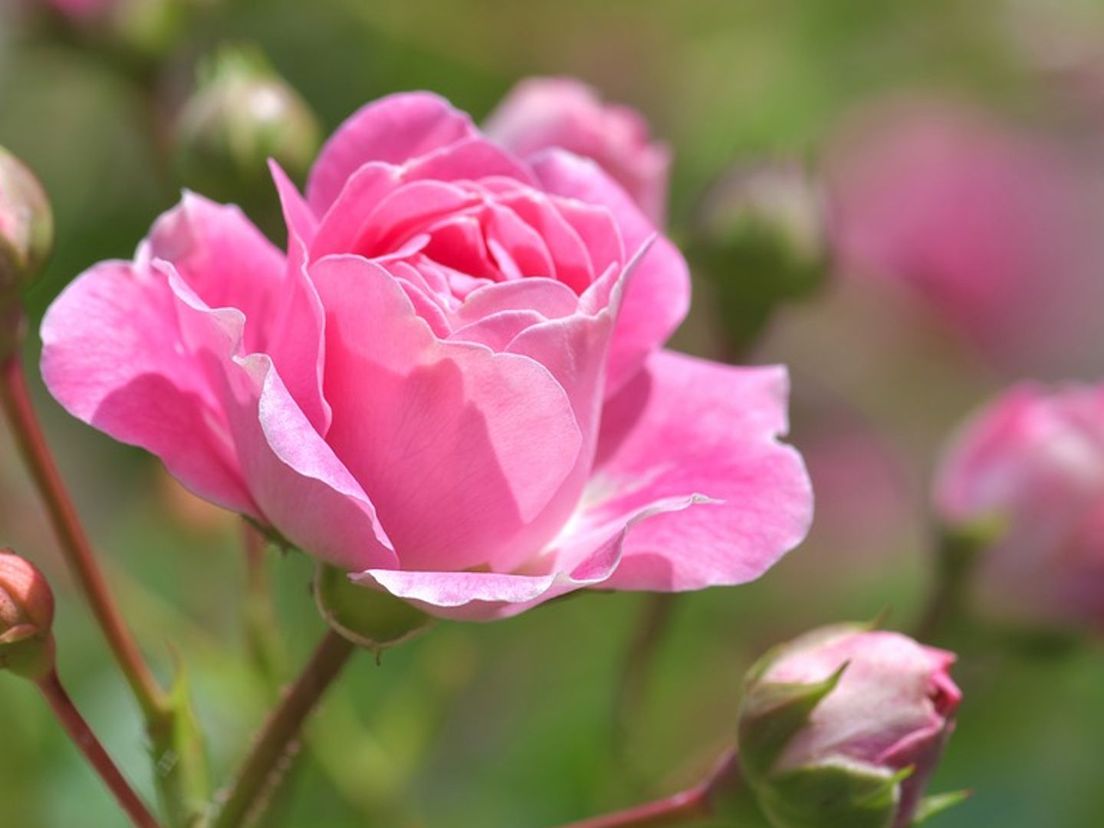 roze roos voor Moederdag