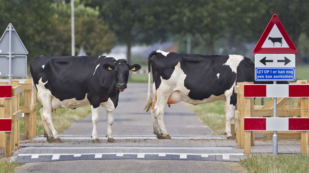 Aduard krijgt koeienoversteekplaats: 'Let op! Er kan nog een koe aankomen'