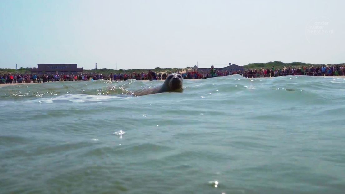 Vrijlating zeehonden vanuit een ander perspectief