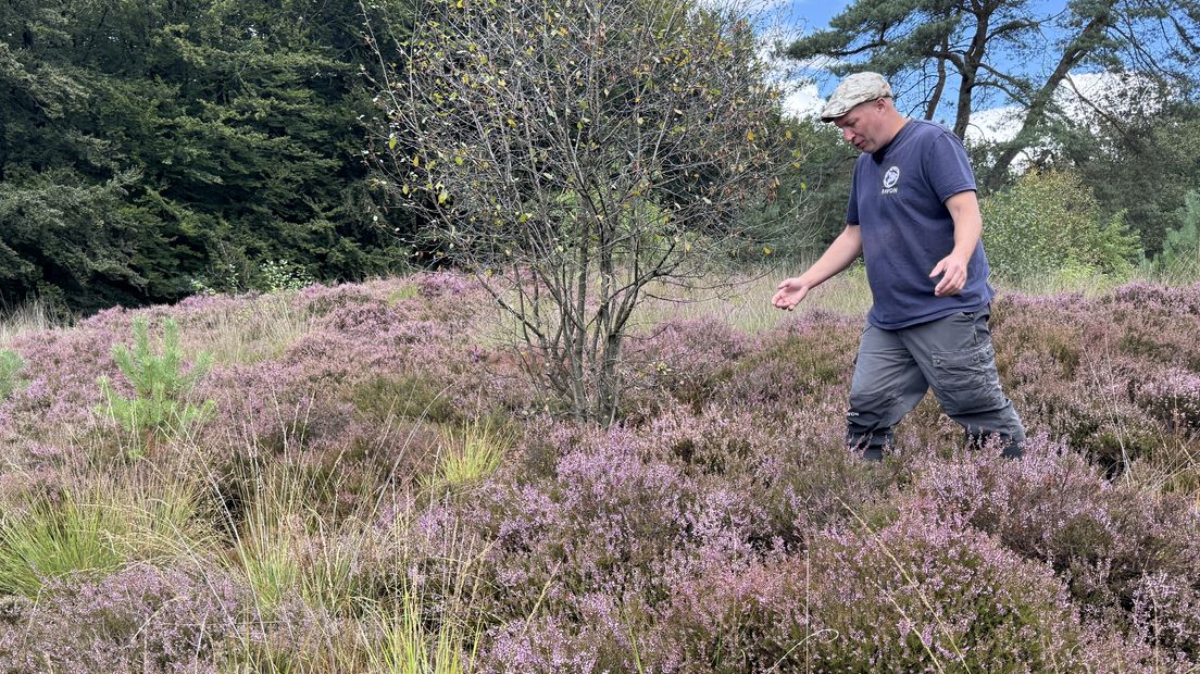 Tariq Stark van RAVON op zoek naar slangen in de heide