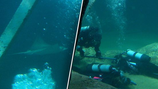 Brandweer traint reddingsactie tussen giftige roggen