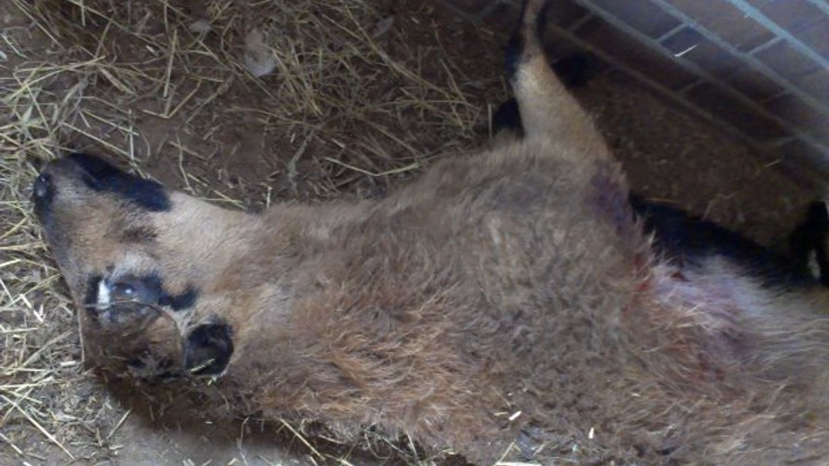 Benefietactie voor De Stap en 't Meulenparkie in Bovensmilde
