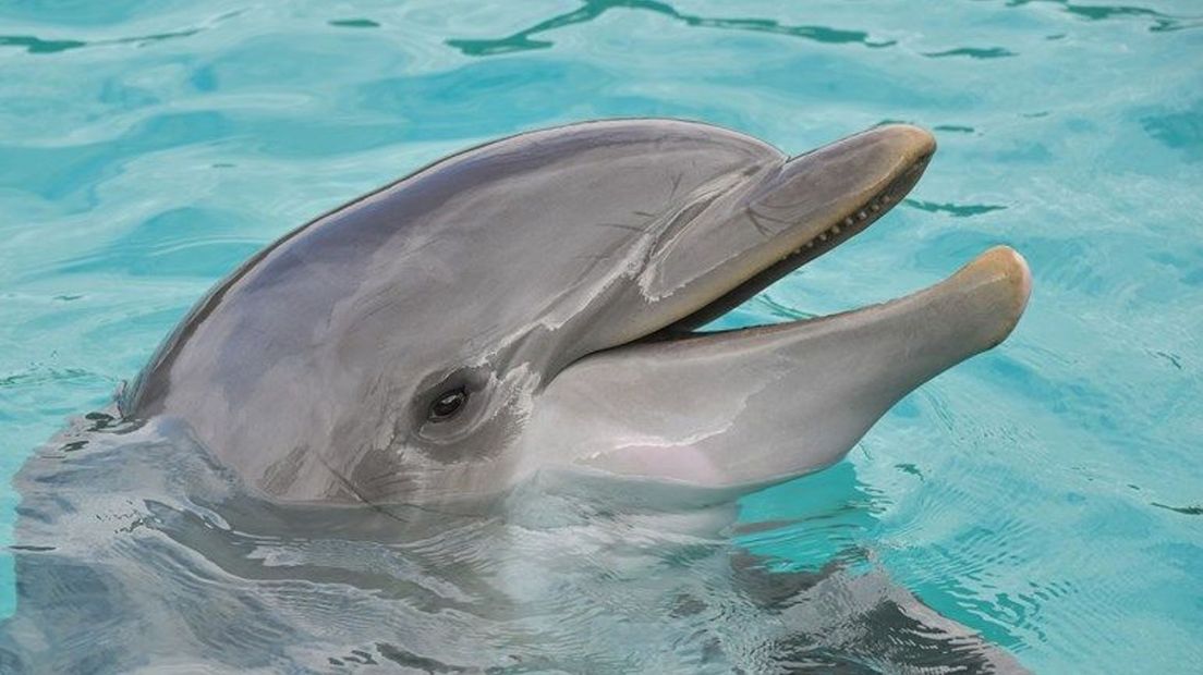Het Dolfinarium heeft de veranderingen maandagochtend bekendgemaakt op een persconferentie.