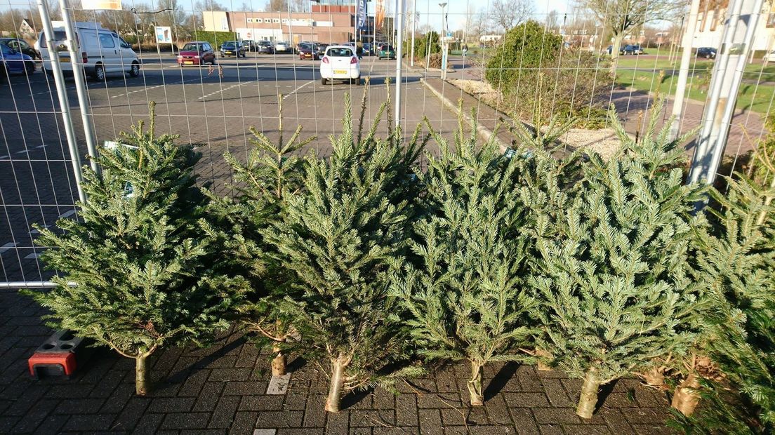 Bouwmarkt in Vlissingen geeft kerstbomen aan winkeliers in Oost-Souburg
