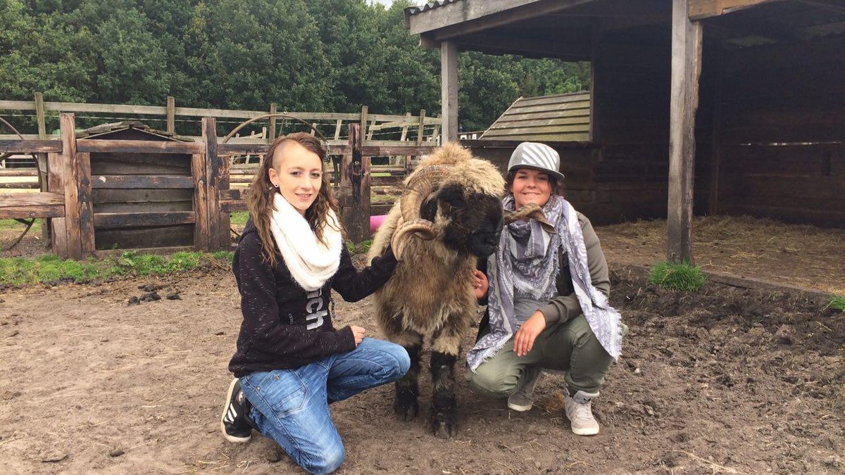 Schaap Jack uit Hoogersmilde weer naar huis na avontuur in slachthuis