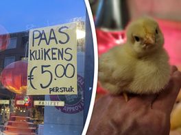 Een levend kuiken bij het paasontbijt? 'Een kuiken is geen product'